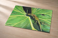 Green Gecko – Fine Art Photo Print