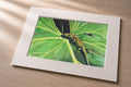 Green Gecko – Matted Fine Art Print
