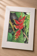 Red Lobster Claw – matted fine art print of a heliconia in watercolor by Patti Vrabel