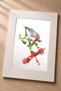 Red Crested Cardinal – Matted